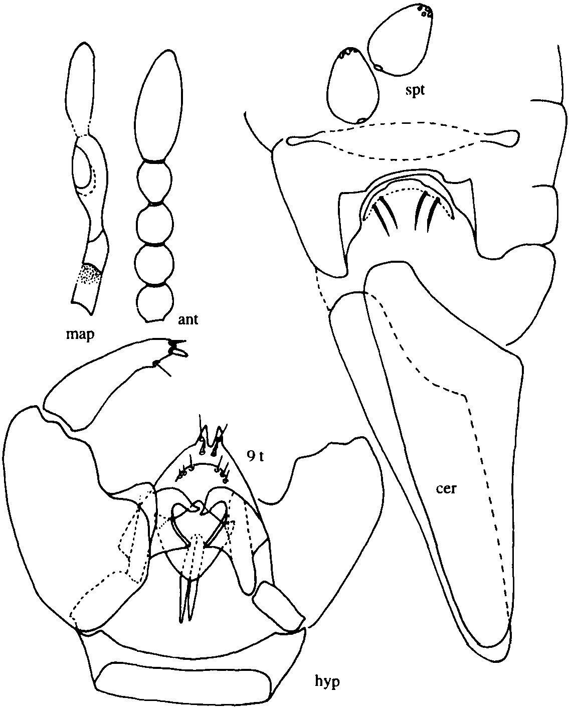 7.經(jīng)甫細(xì)蠓